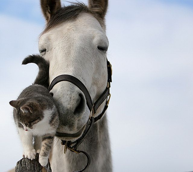 cavallo gatto 15 Adorable Animal Couples
