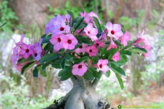 These 15 Gardens With Desert Roses are So Beautiful – Fantastic Viewpoint