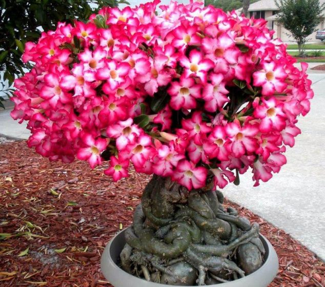 These 15 Gardens With Desert Roses are So Beautiful – Fantastic Viewpoint